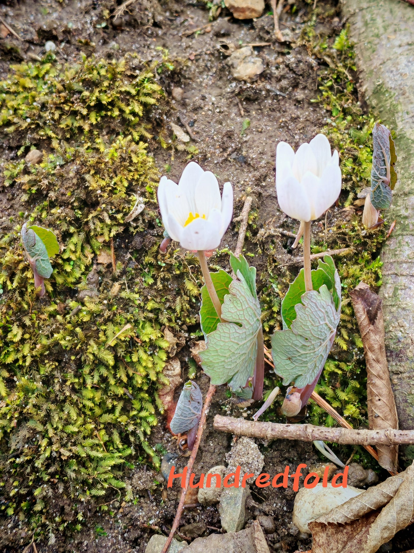 Bloodroot Wildflower 10 Seeds - Sanguinaria Canadensis Eastern Canada Native Woodland Perennial, Excellent for Shade Garden Ground Cover