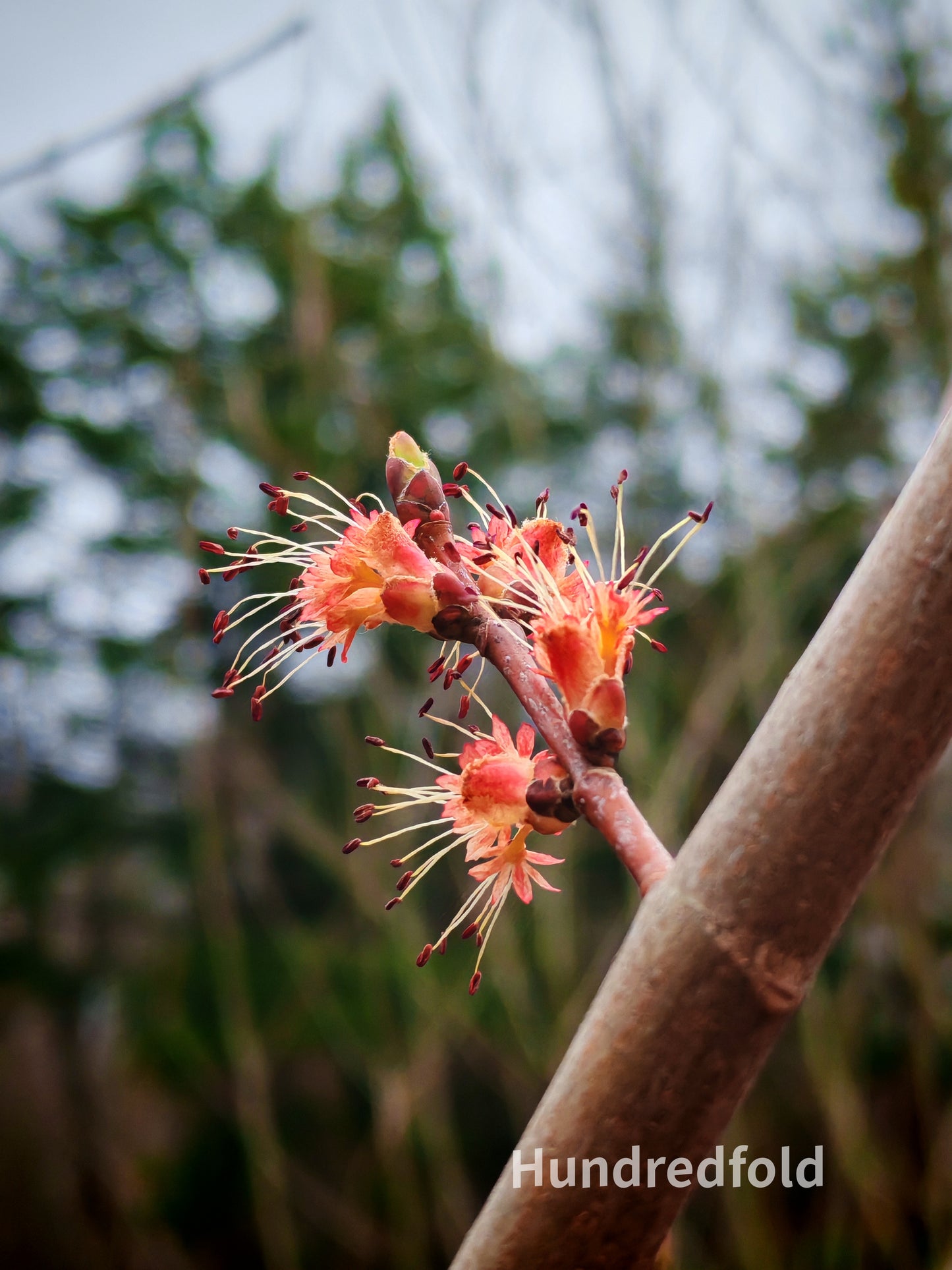Graines d'érable rouge - Acer rubrum - Originaire du Canada et des États-Unis, érable écarlate, érable des marais, excellent pour le bonsaï et la régénération naturelle