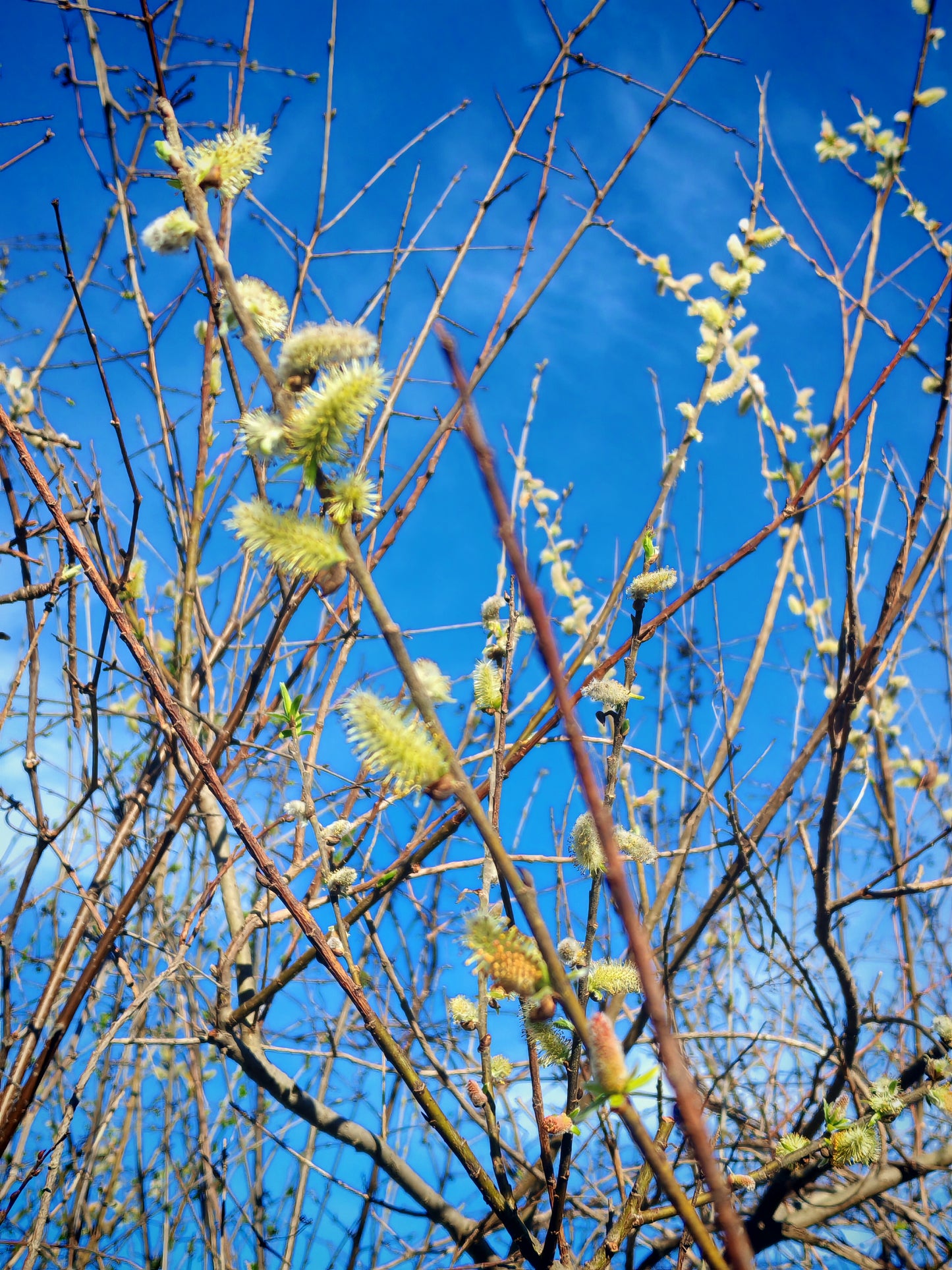 Saule noir centuple, 1 bouture - Arbre indigène de l'Ontario cultivé à racines nues, non mis en pot, sans terre, attire la faune et stabilise le sol, pour parcelle alimentaire et forêt alimentaire