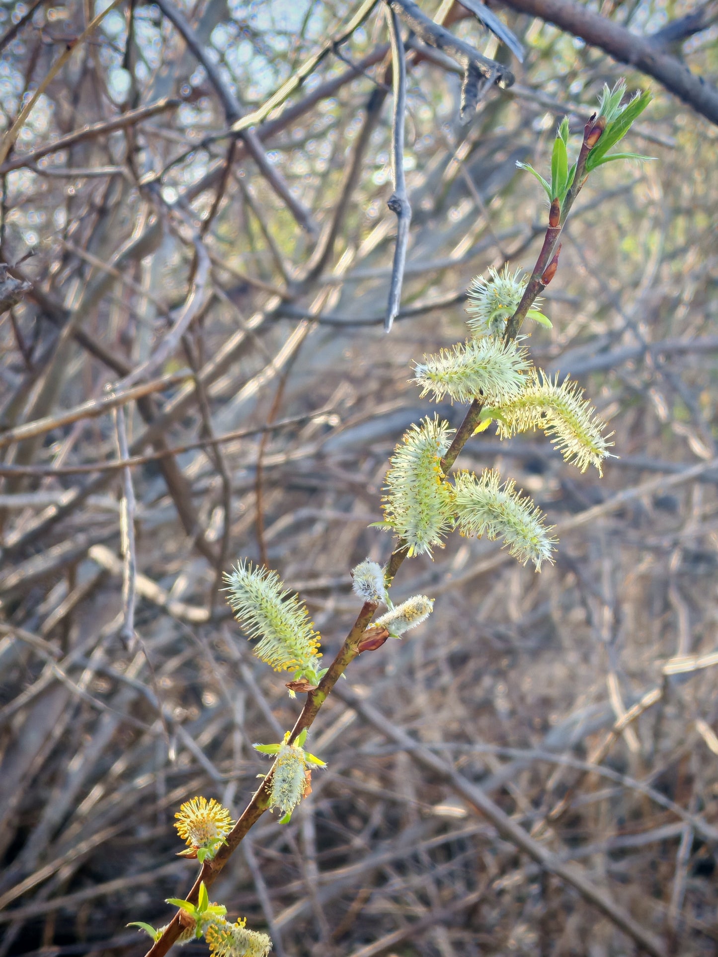 Saule noir centuple, 1 bouture - Arbre indigène de l'Ontario cultivé à racines nues, non mis en pot, sans terre, attire la faune et stabilise le sol, pour parcelle alimentaire et forêt alimentaire