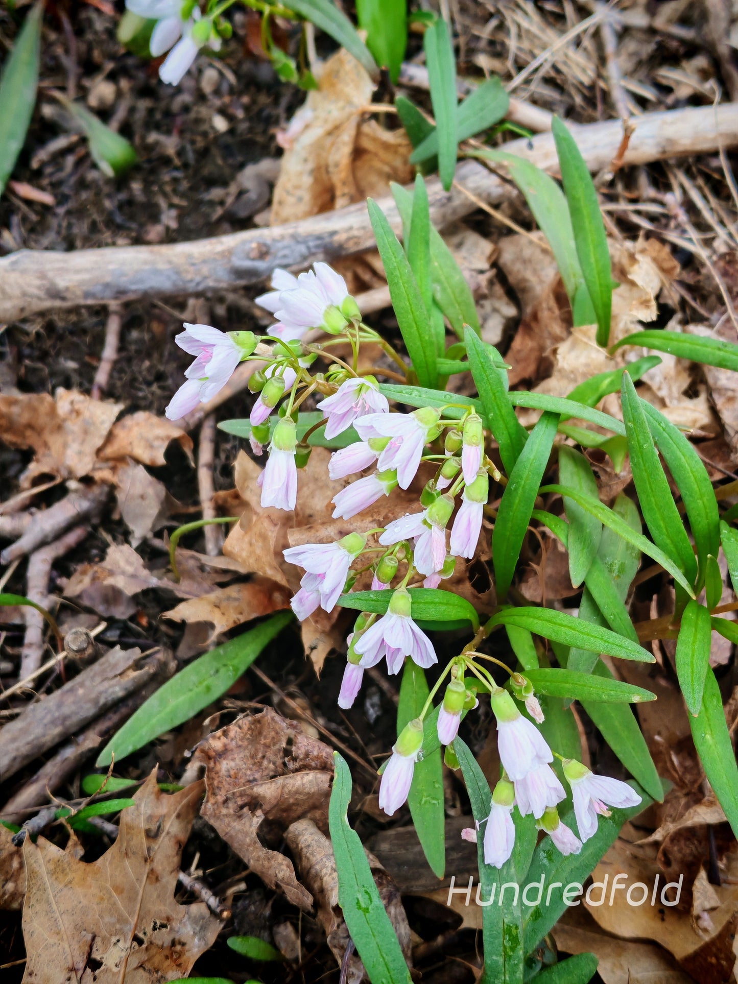 Virginia Springbeauty 50 Wildflower Seeds - Claytonia virginica Spring Beauty Canada USA Native Woodland Perennial, Produce Edible Tuber, Grass Like Leaves, Lawn Friendly