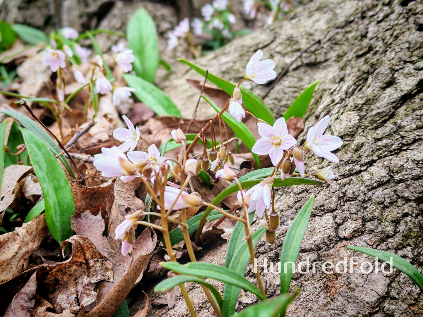 Virginia Springbeauty Seeds (Claytonia virginica) – 30 Native Wildflower Seeds, Edible Tuber, Lawn-Friendly Perennial for Woodland Gardens – Hundredfold