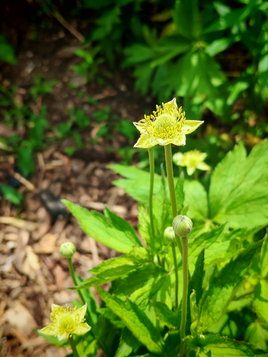 Creamy flowers of thimbleweed thriving in the morning sun. It is also call tall anemone.