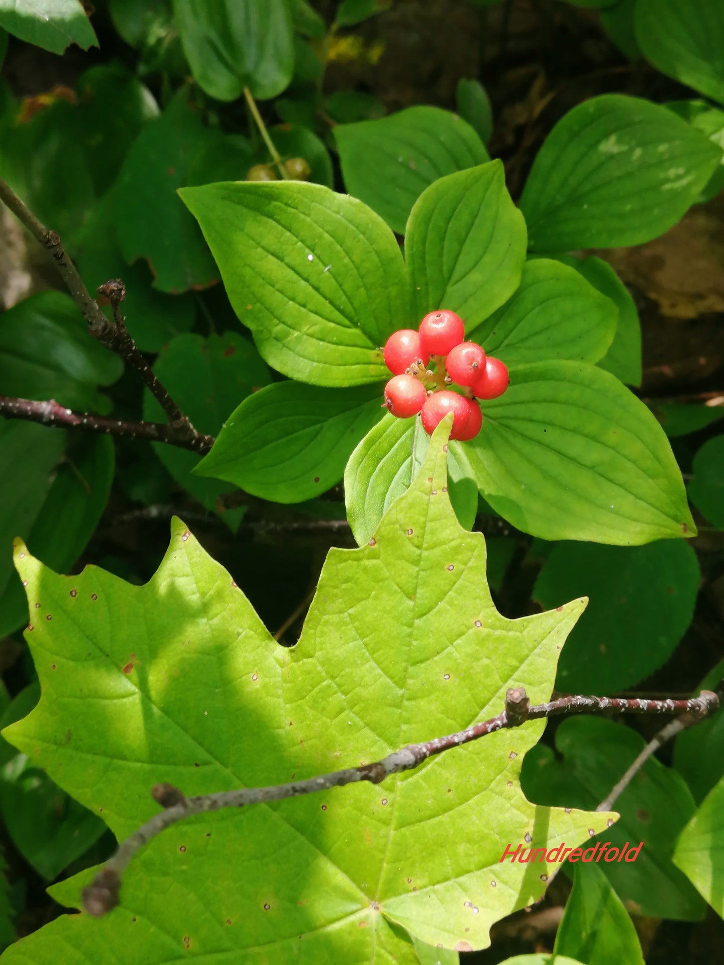 Red berries on a branch with green leaves