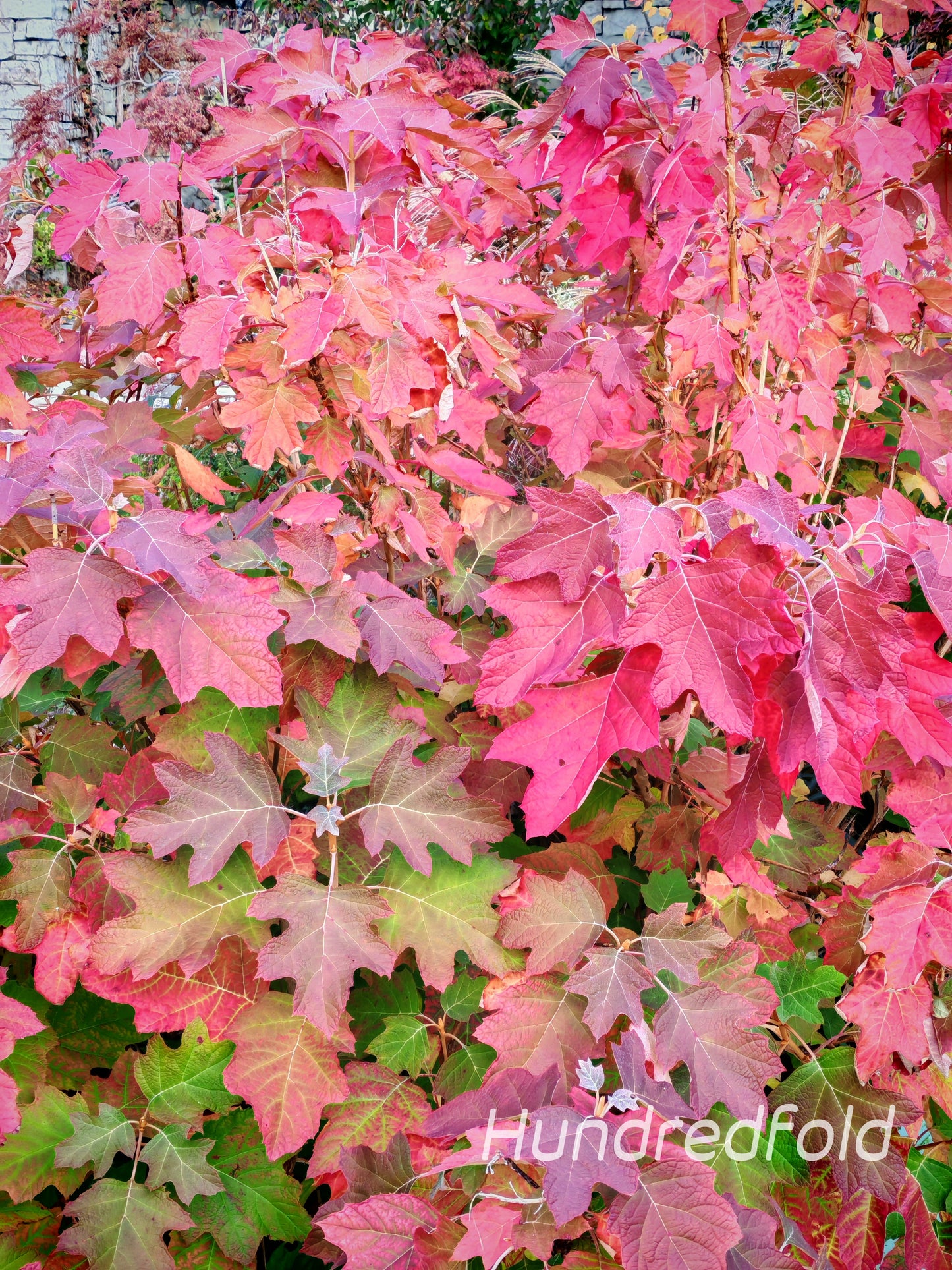 Oakleaf Hydrangea Hydrangea quercifolia, 20 Seeds, Cold-Hardy Perennial Flowering Shrub