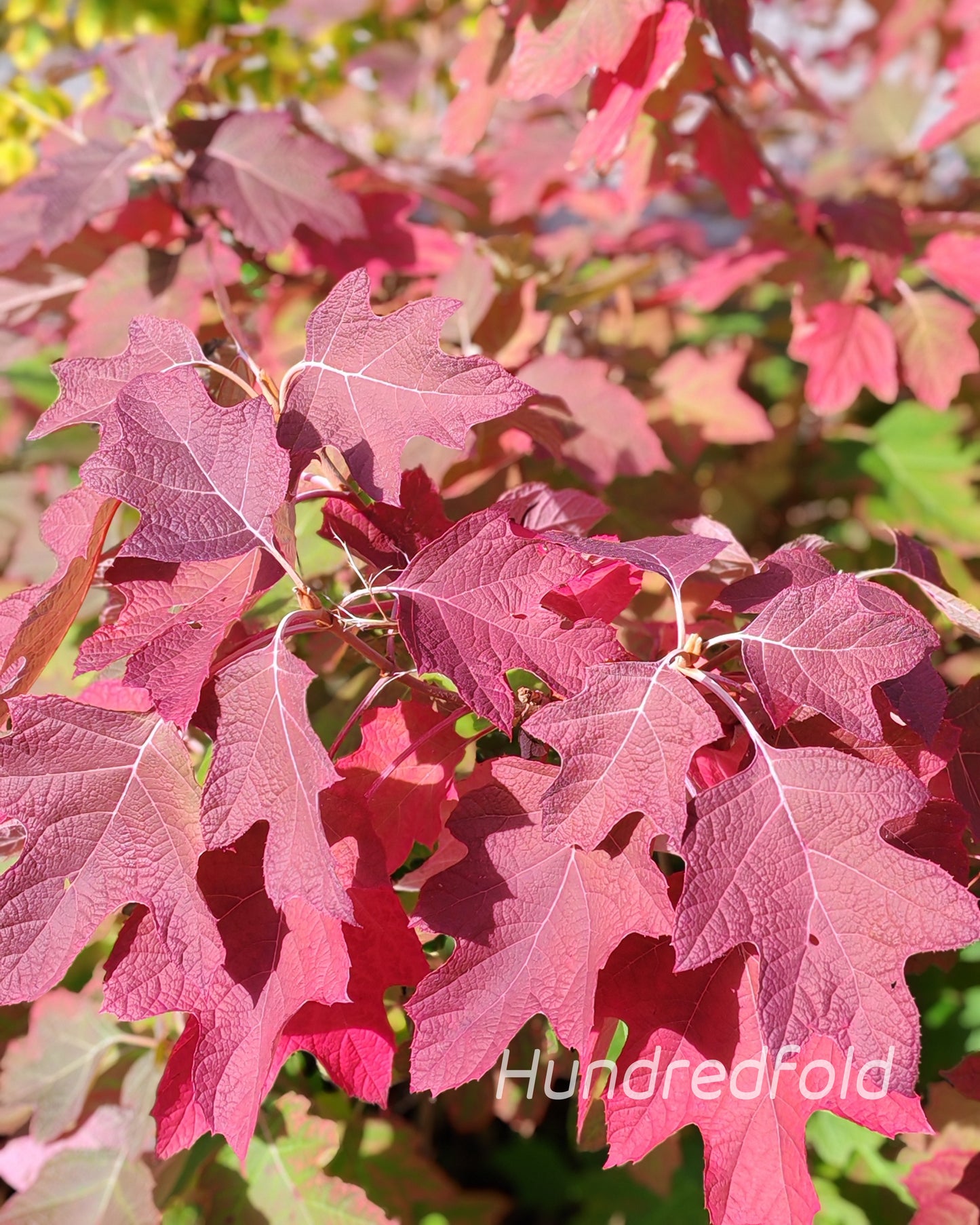 Oakleaf Hydrangea Hydrangea quercifolia, 20 Seeds, Cold-Hardy Perennial Flowering Shrub