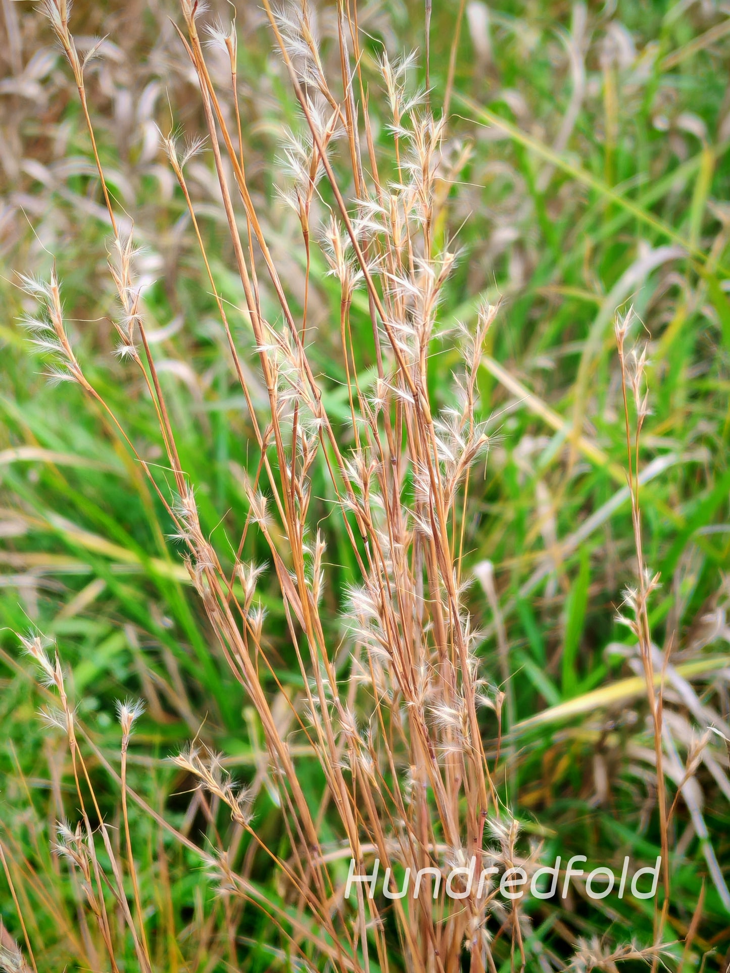 Hundredfold 500 Little Bluestem Grass Seeds - Schizachyrium scoparium Ornamental Bunch Grasses, Attract Birds, Valued for Native Garden & Wildflower Meadow
