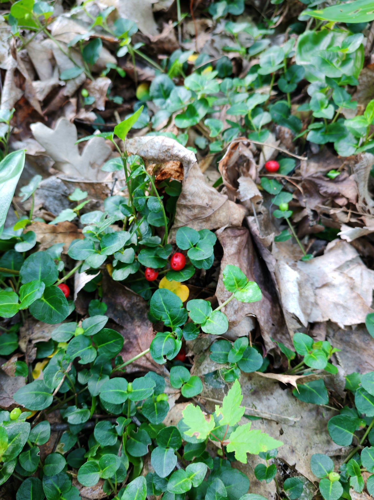 Partridgeberry Seeds | Native Eastern Canadian USA Groundcover