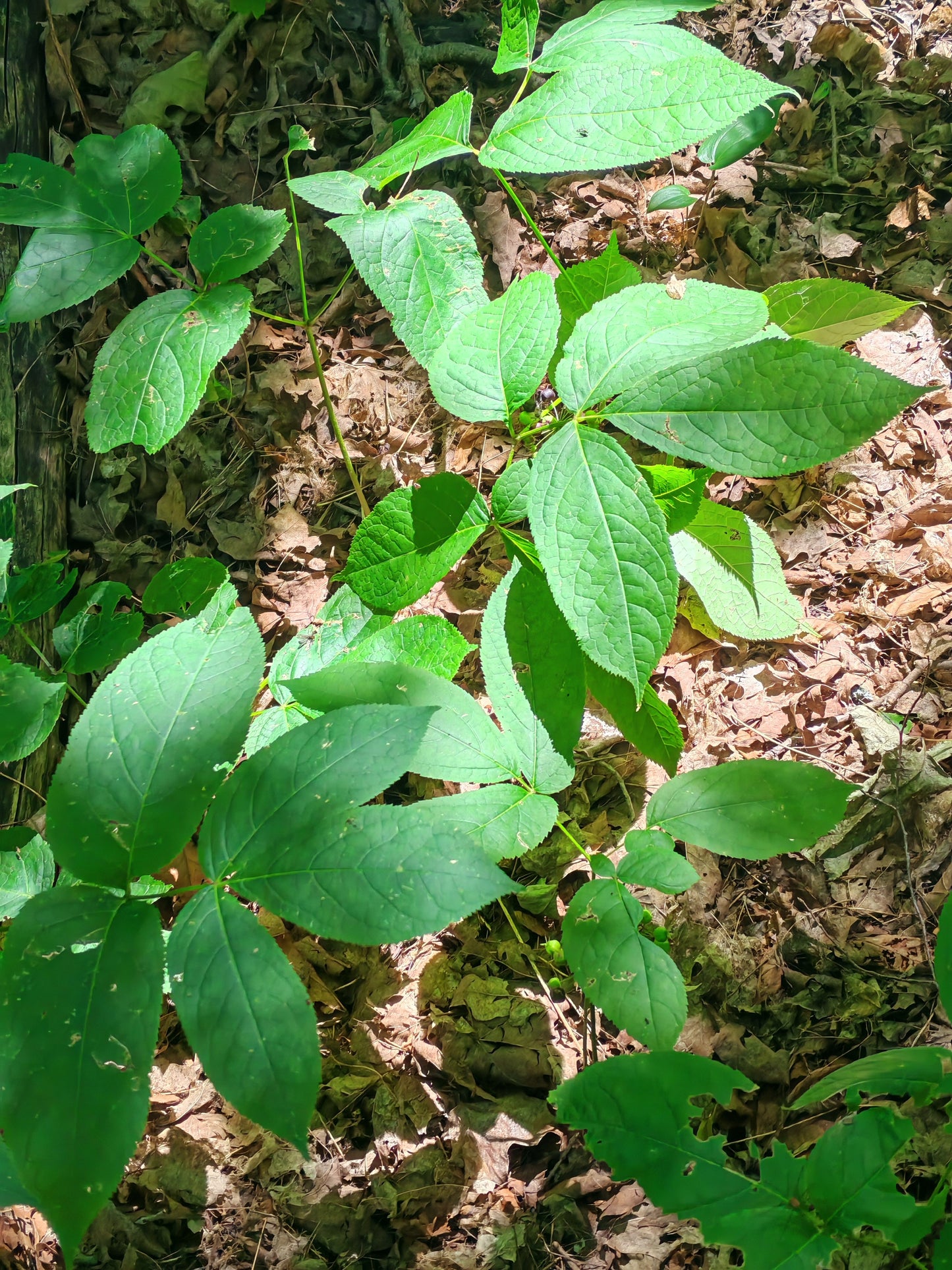 Wild Sarsaparilla (Aralia nudicaulis) -20 Seeds | Canada Native Wildflower, Shade-Tolerant Perennial | Woodland Herb for Shade Gardens, Natural Landscaping
