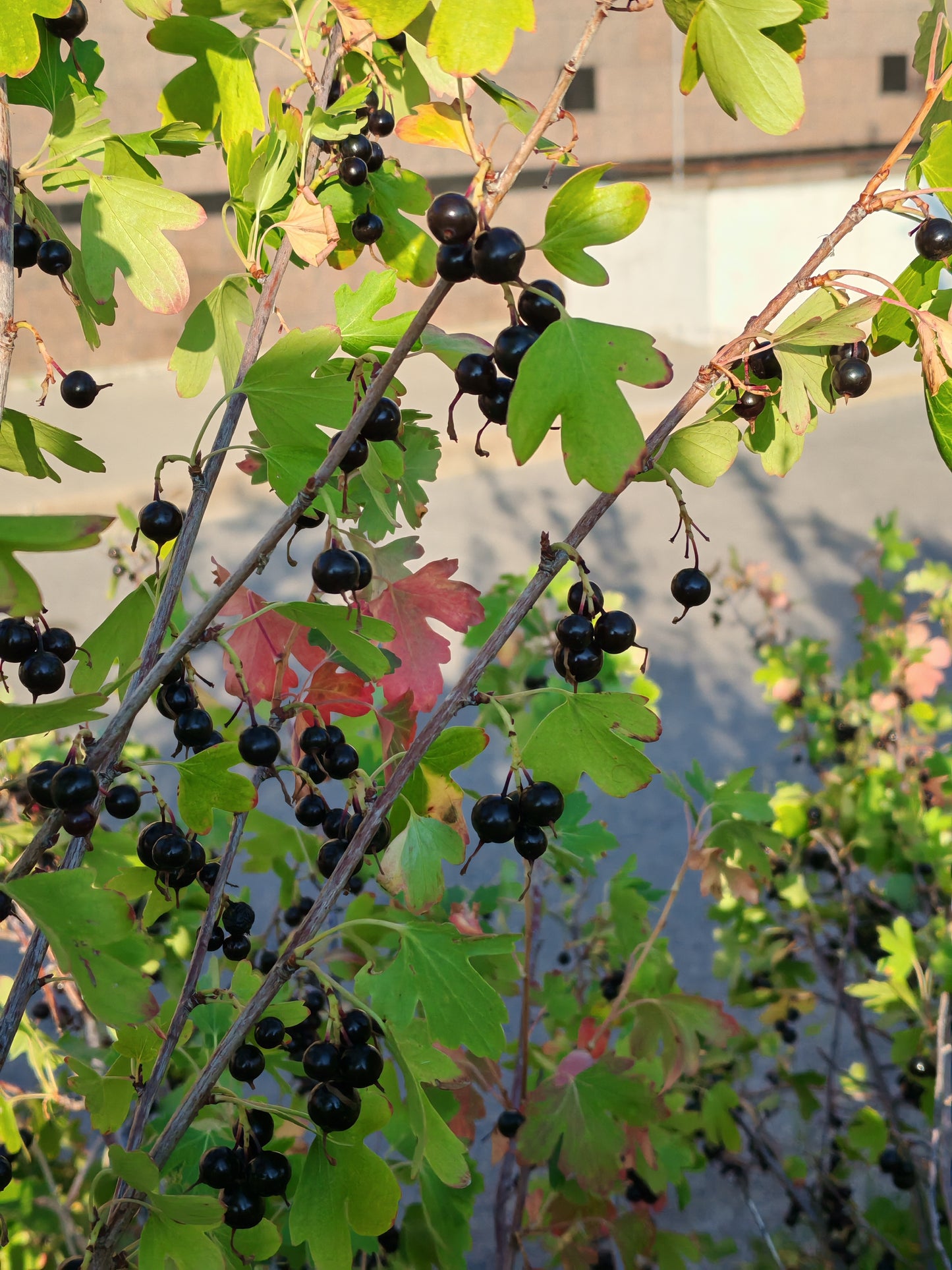 Golden Currant 20 Fruit Shrub Seeds - Ribes aureum Clove Current, Canada and USA Native, Produce Fragrant Flowers and Showy Fruits, Ornamental Bush | Hundredfold