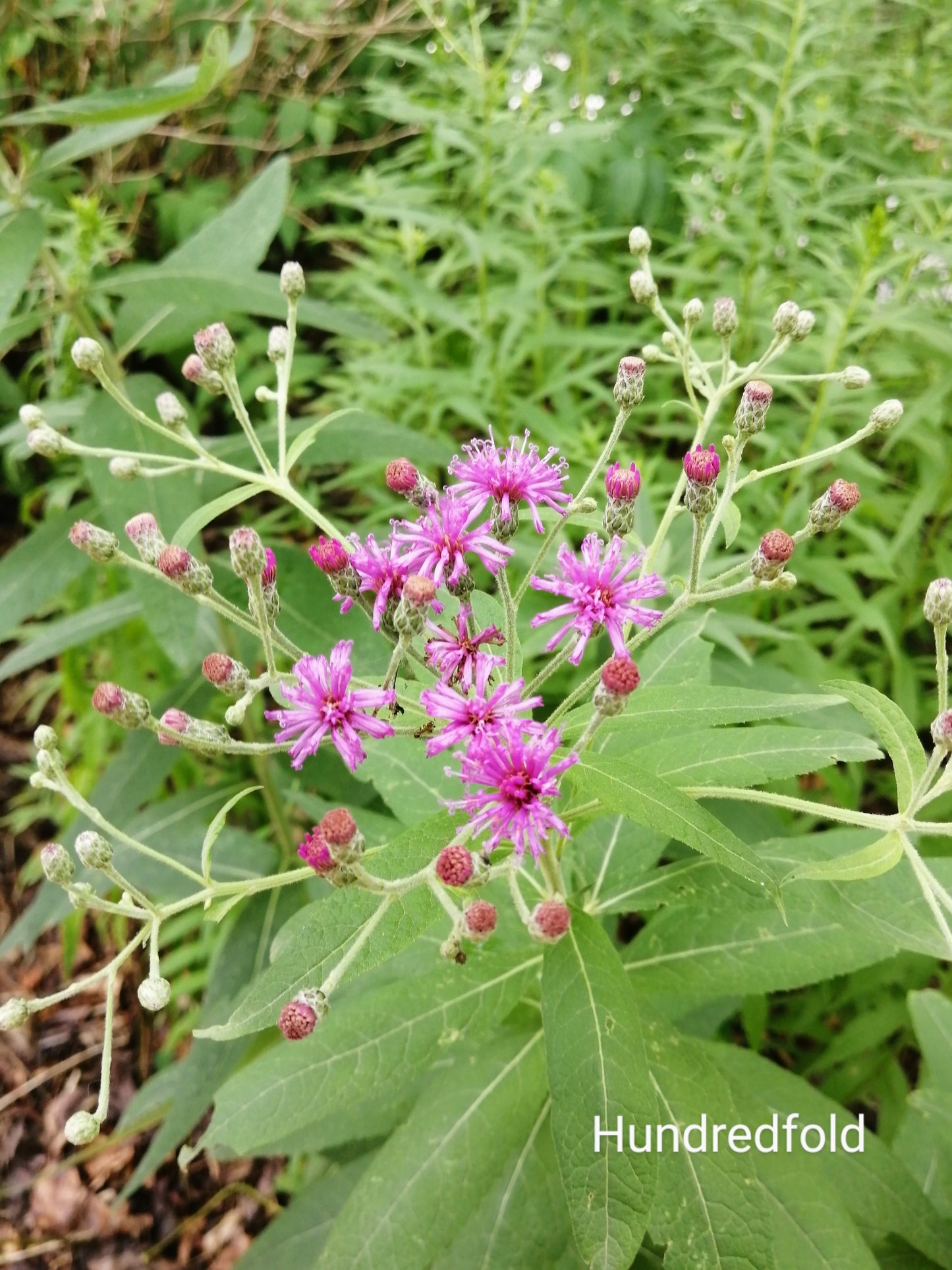 Hundredfold Common Ironweed 500 Flower Seeds - Vernonia fasciculata Perfect for Prairie or Meadow Garden