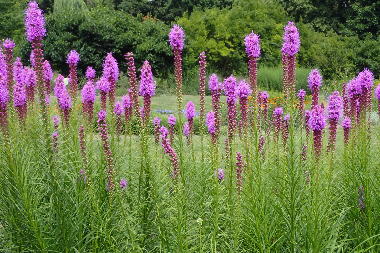 Hundredfold Blazing Star Wild Flower 200 Seeds - Liatris spicata, Marsh Blazing Star, Gayfeather, Dense Liatris Canada Native Wildflower