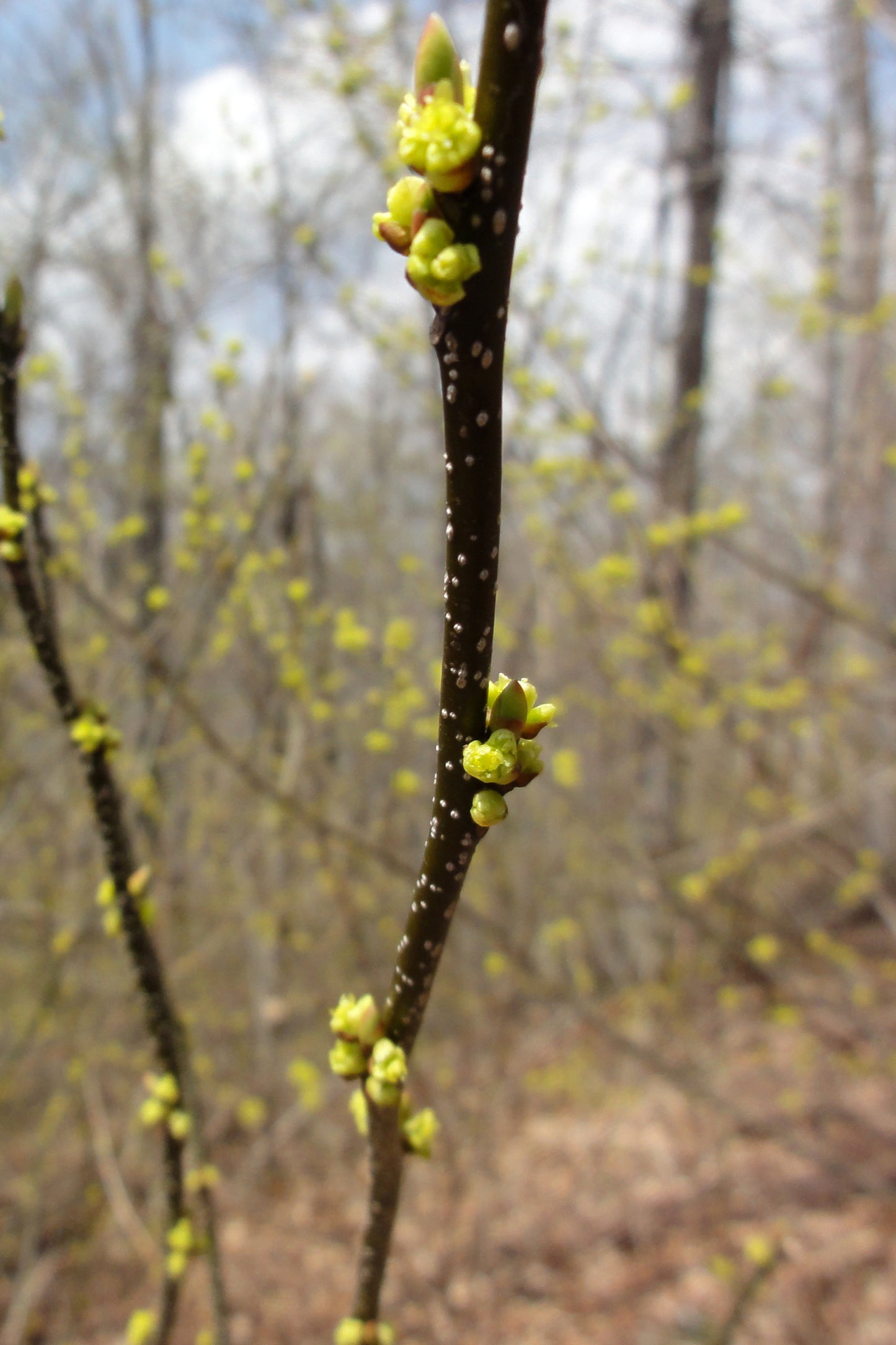 Hundredfold 4 Spicebush Seeds - Lindera Benzoin, Benjamin Bush, Northern Spicebush, Spice Bush, Allspice, Native Shrub, Attract Swallowtail Butterflies, Edible Berries and Leafs