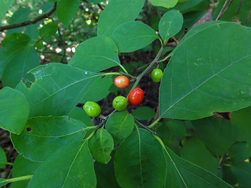 Hundredfold 4 Spicebush Seeds - Lindera Benzoin, Benjamin Bush, Northern Spicebush, Spice Bush, Allspice, Native Shrub, Attract Swallowtail Butterflies, Edible Berries and Leafs