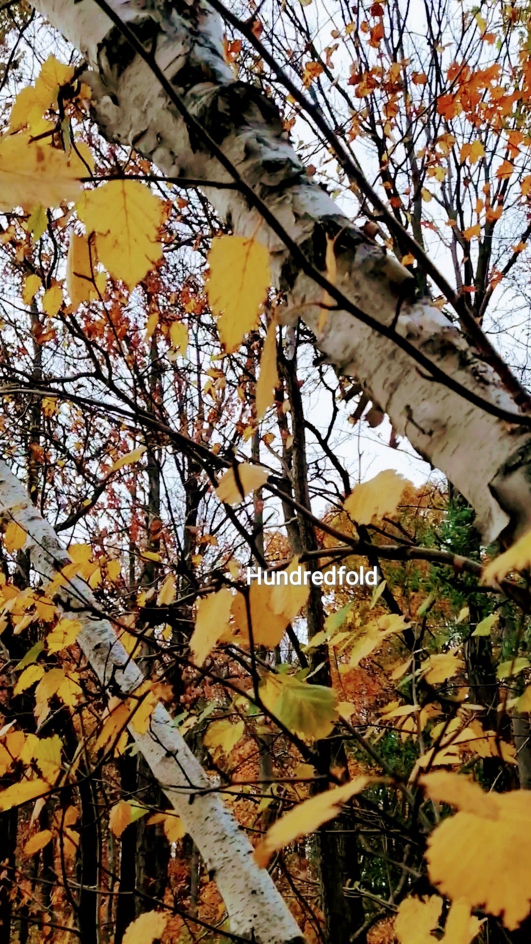 Bouleau à papier 50 graines - Betula papyrifera Bouleau blanc américain, bouleau à canoë Arbre indigène au Canada et aux États-Unis, excellent pour l'aménagement paysager et le reboisement