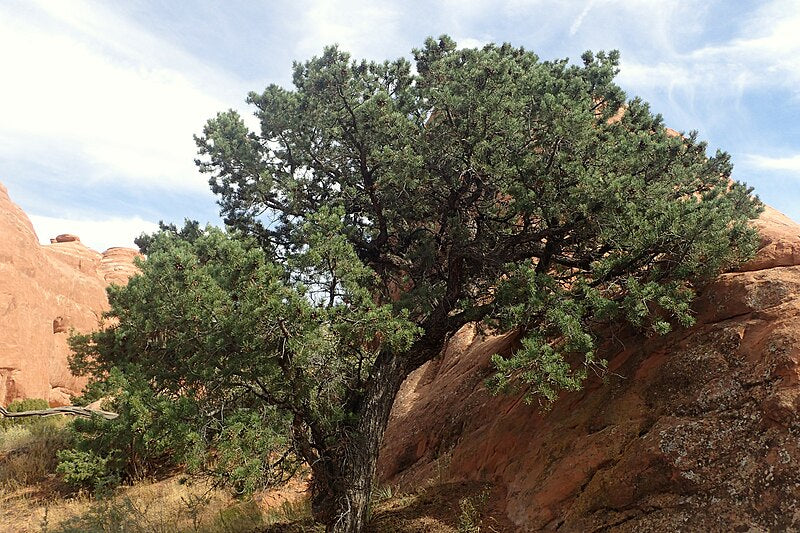 Colorado Pinyon Pine 10 Tree Seeds - Pinus edulis Aromatic Evergreen Produce Edible Nuts
