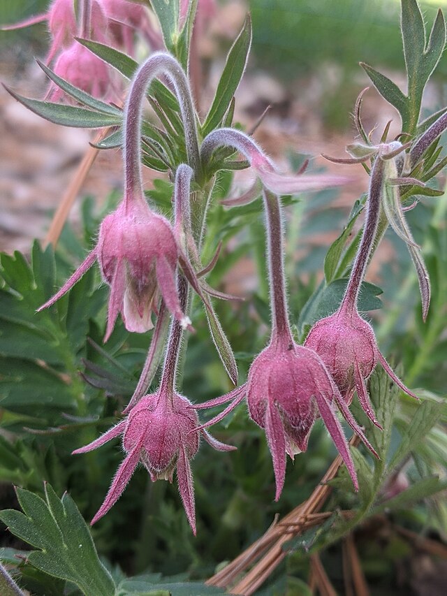 Prairie Smoke 50 Seeds - Geum triflorum, Purple Avens, Native Perennial Wildflower, Expert Level Planting