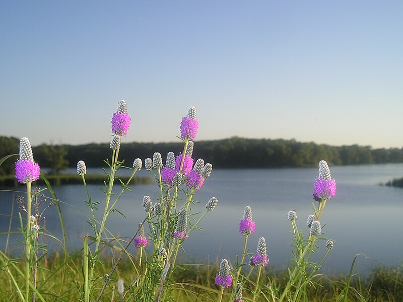 Trèfle violet des prairies 500 graines - Dalea purpurea Canada et États-Unis Plante vivace indigène Fleur sauvage Fleur sauvage