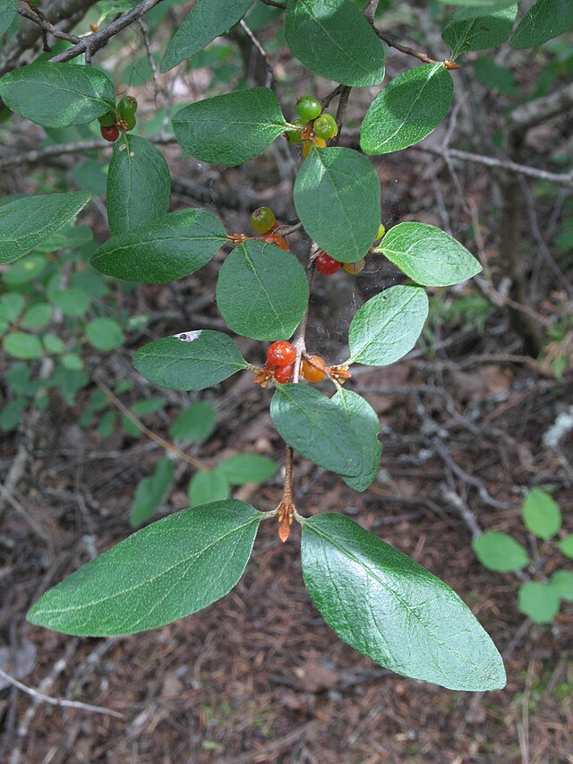 Canada buffaloberry (Shepherdia canadensis) Soap Berry 20 Seeds, Ruseet Buffalowberry, Nitrogen Fixer