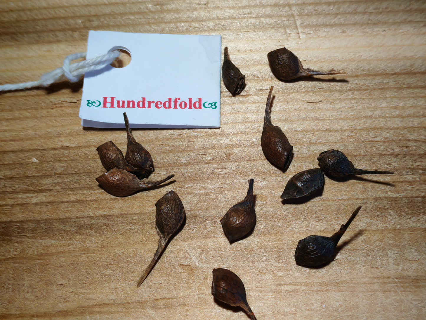 Sugar Maple Tree Seeds (10) – Acer saccharum | Ontario-Grown, Canada Native, Source of Maple Syrup, Hard Maple