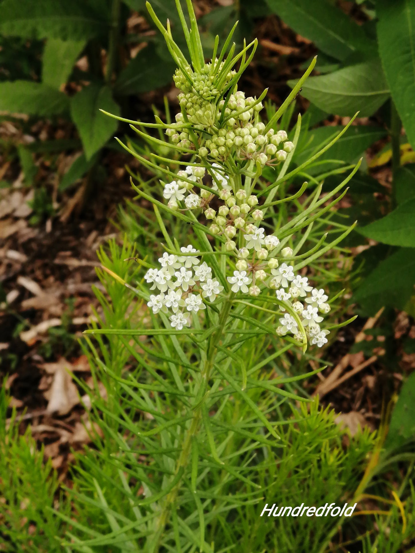 Whorled Milkweed 50 Seeds - Asclepias verticillata Ontario Native Wildflower, for Meadows, Host Plant for Monarch Butterfly Caterpillars