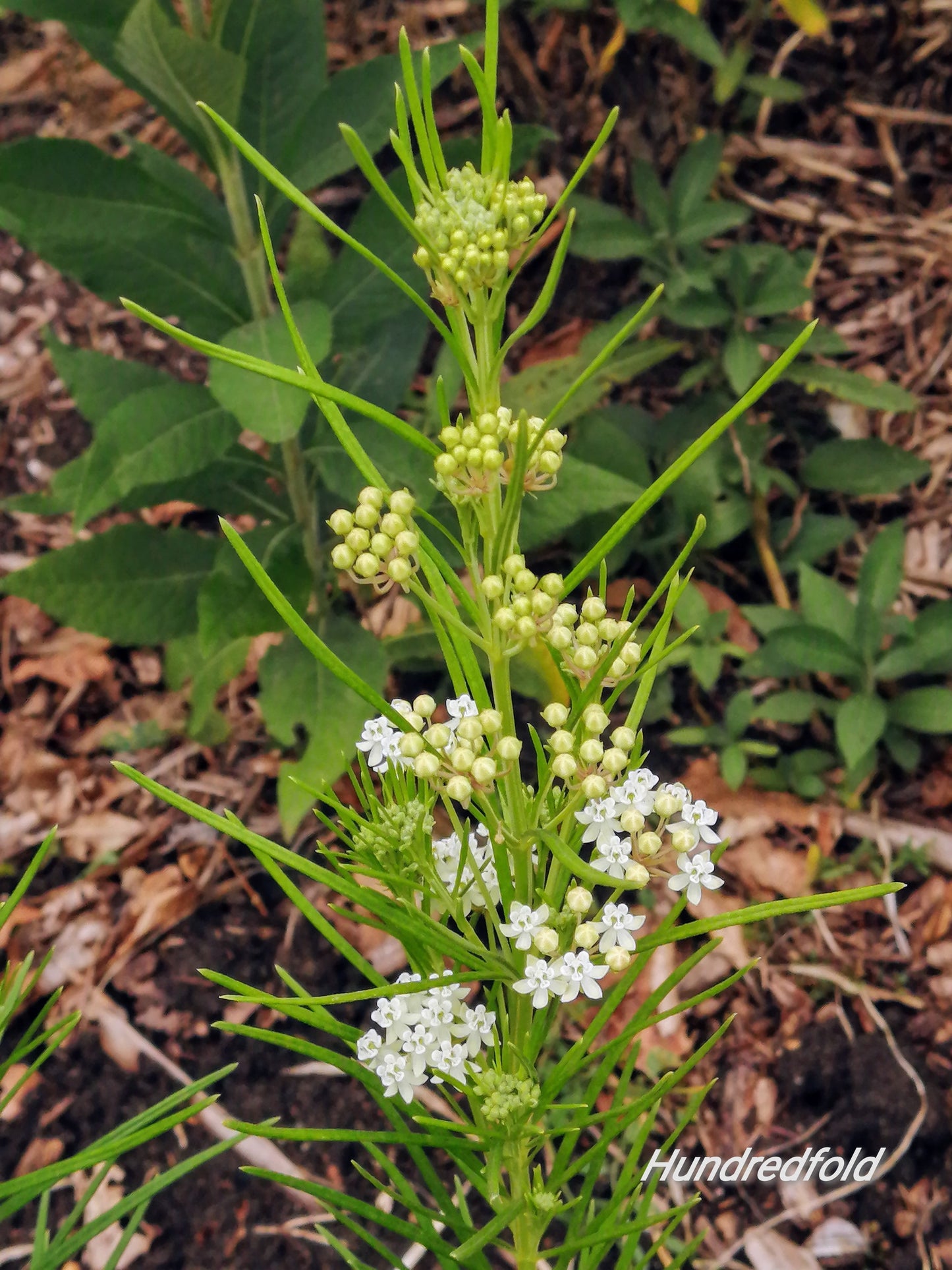 Whorled Milkweed 50 Seeds - Asclepias verticillata Ontario Native Wildflower, for Meadows, Host Plant for Monarch Butterfly Caterpillars