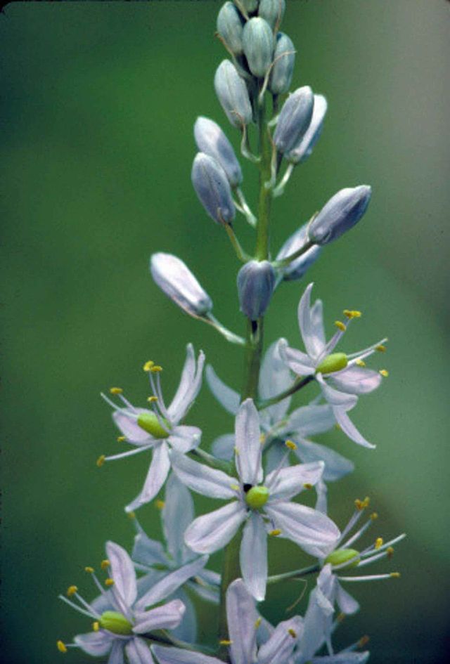 Wild Hyacinth Seeds - Camassia scilloides Atlantic Camas, Native Wildflower, 20 Seeds by Hundredfold