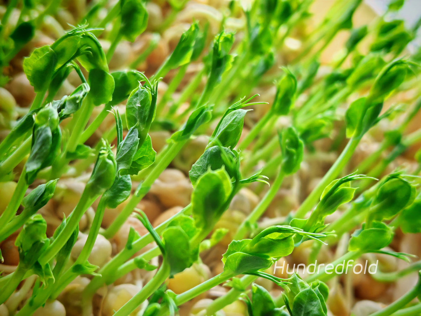 Pois jaunes entiers biologiques 2 kg (4,4 lb) - Produit de qualité alimentaire du Canada Idéal pour les soupes, les ragoûts et les pousses de pois, Végétarien et végétalien, Achetez local, Soutenez les agriculteurs canadiens