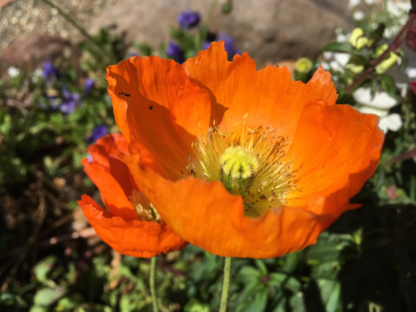 Western Canada Wildflower Mix 10 Grams Untreated Seeds, Mix of 20 Flower Varieties, Includes California Poppy, Fivespot, Lupine & More, Covers 100 Sq Ft, for Orchard, Garden & Lawn