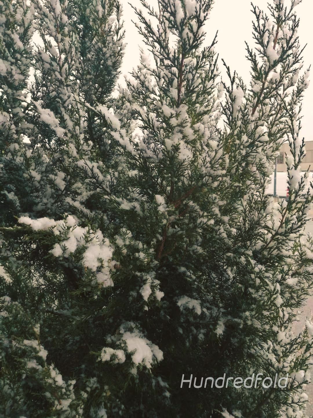 Cèdre rouge de l'Est centuple 10 graines - Juniperus virginiana Genévrier rouge, arbre à feuilles persistantes indigène du Canada Red Savin, idéal pour les écrans de confidentialité, les brise-vent et les rangées de clôtures