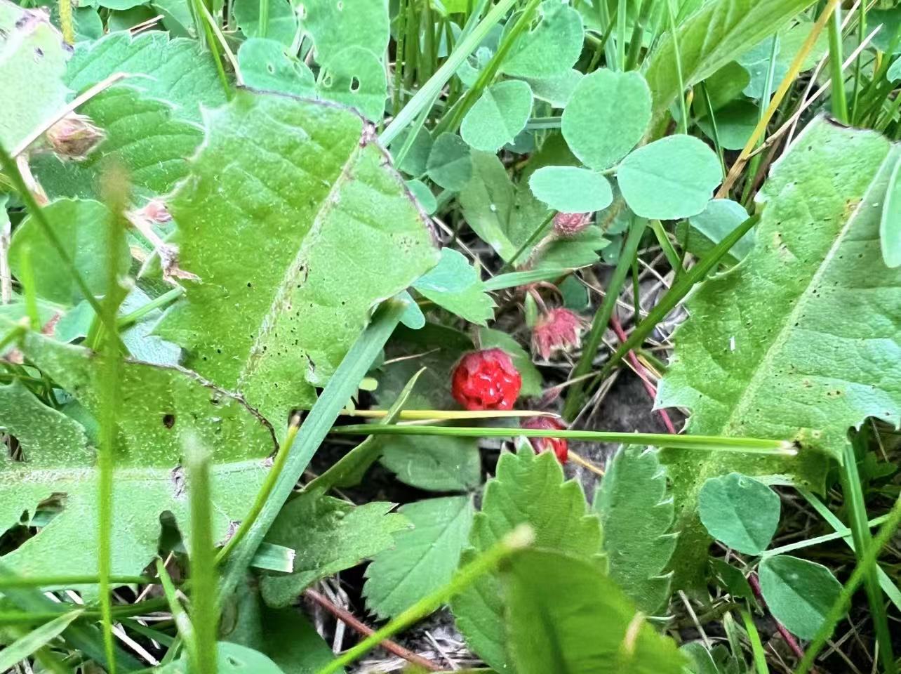 Hundredfold Woodland Strawberry 20 Seeds - Non-GMO Fragaria vesca, Canada USA Native Perennial , Ontario Grown, for Container, Yard, Garden & Perennial Ground Cover