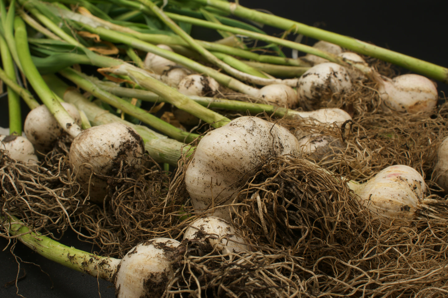 Bulbe d'ail éléphant cultivé en Ontario au centuple, 1 lb – Graines d'ail biologiques à planter ou à cuisiner, ail français géant noiseté et doux