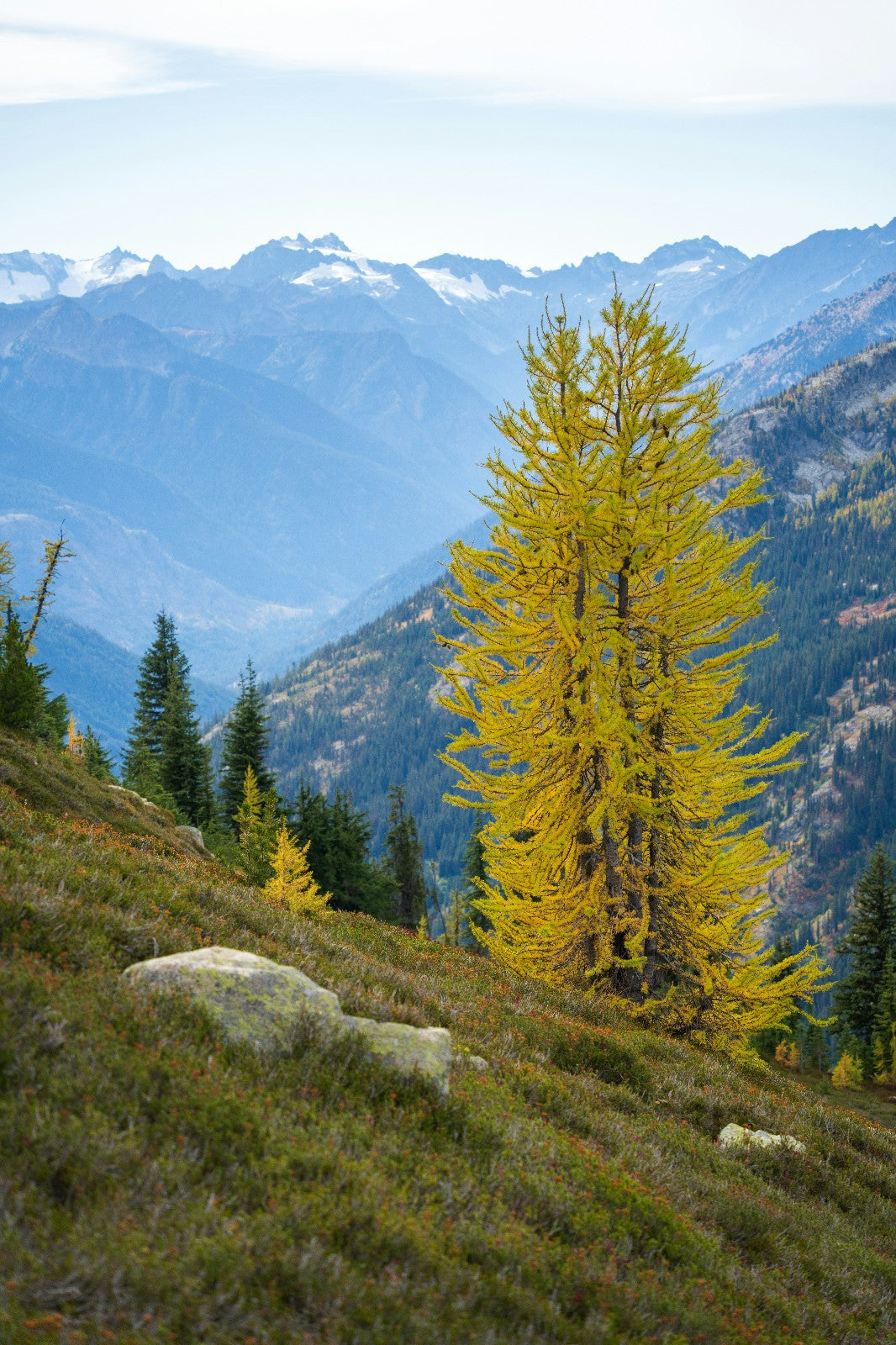 Yellow larch tree in a mountainous landscape with snow-capped peaks.