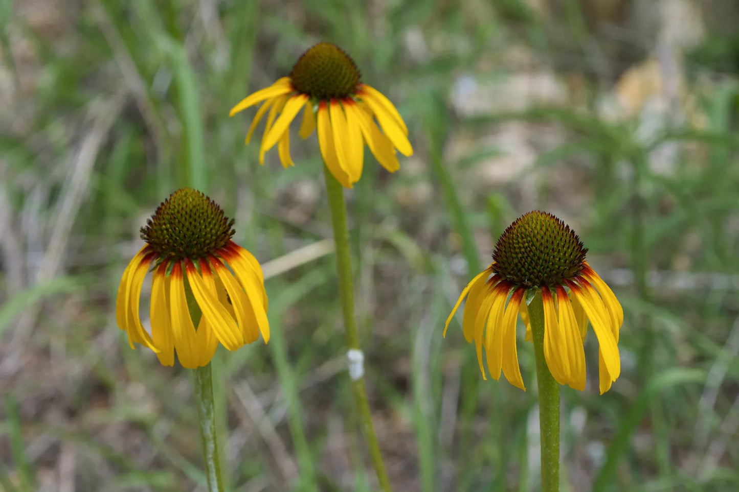 Yellow Coneflower 100 Seeds, Echinacea paradoxa Bush’s Coneflower, Ozark coneflower, Canada Wildflower Attract Beneficial Insects