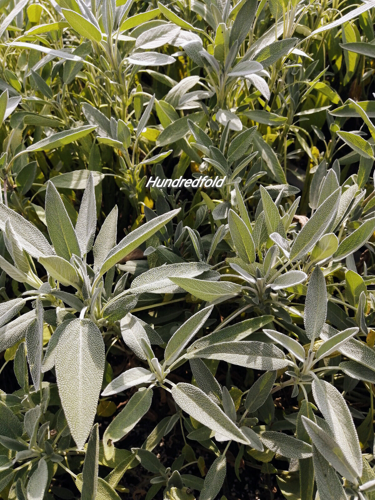 Sauge à feuilles larges centuples 100 graines d'herbes - Salvia officinalis Sauge de jardin non OGM, sauge commune