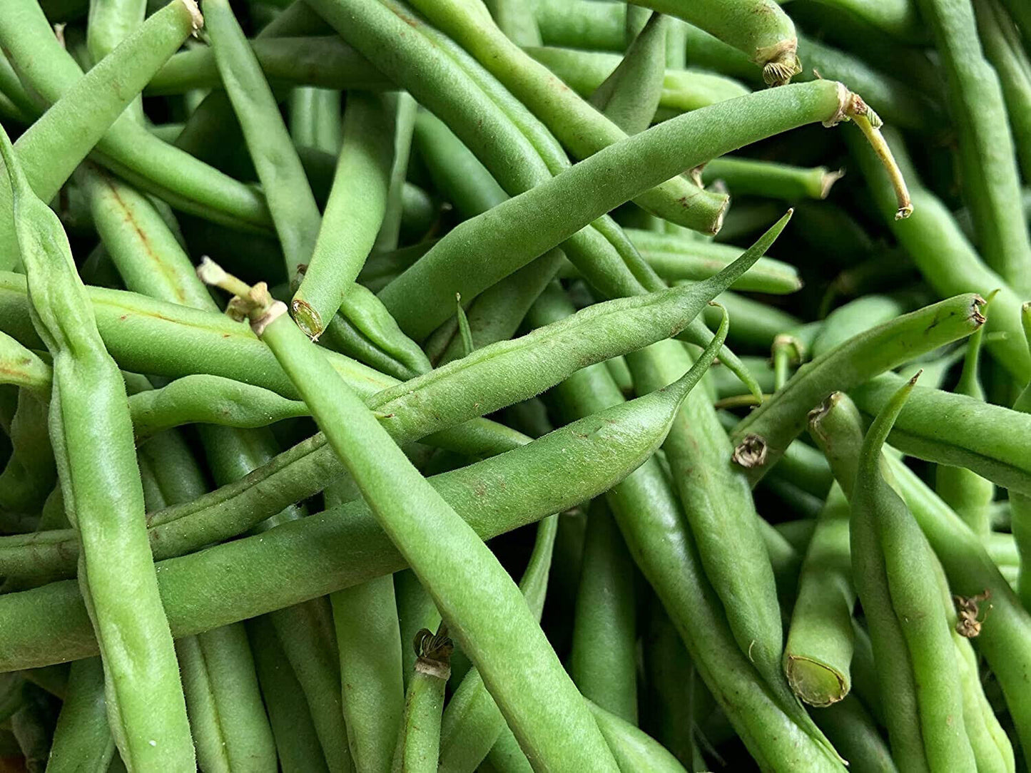 Masai French Bush Green Bean 30 Vegetable Seeds - Haricot Vert, High-Yield with Sweet & Juicy Fruits, No Trellis Needed