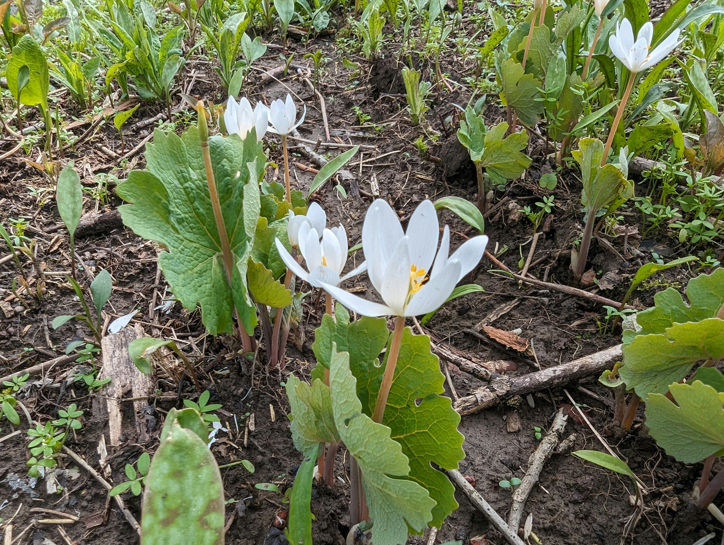 Fleur sauvage de sanguinaire 10 graines - Sanguinaria Canadensis Plante vivace indigène des bois de l'est du Canada, excellente pour couvrir le sol des jardins d'ombre
