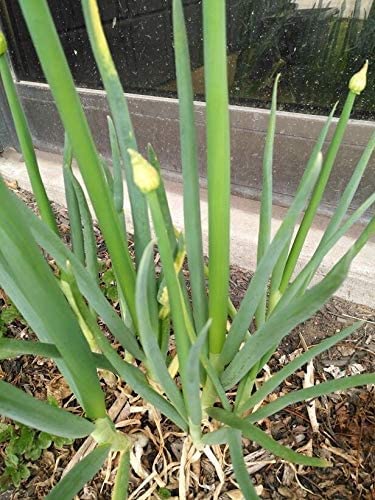 Oignon vert à tige blanche persistante japonaise au centuple 1000 graines - Allium fistulosum sans OGM, oignon à botteler pour salade ou sauté