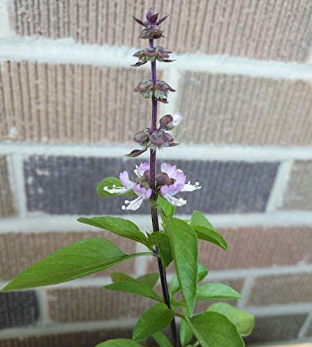 Hundredfold Sweet Thai Basil Herb 750 Seeds - Ocimum Basilicum Non-GMO for India, Thai & Vietnam South Asia Cuisine