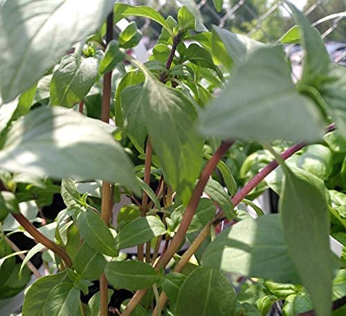 Hundredfold Cinnamon Basil 200 Flowering Herb Seeds - Non-GMO Ocimum basilicum Purple Stems and Flowers, Dural Purpose Plant: Fillers for Bouquets and Kitchen Herb
