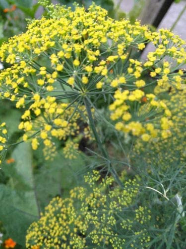 Bouquet centuple d'aneth 200 graines d'herbes anciennes - Anethum graveolens Herbe d'aneth sans OGM pour jardin d'abeilles et de papillons, cornichons et salades