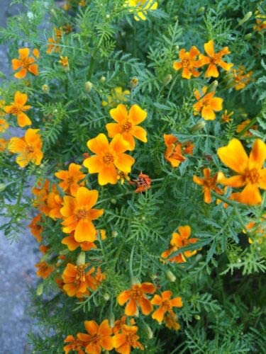 100 graines de soucis du Mexique - Tagetes tenuifolia, fleur comestible