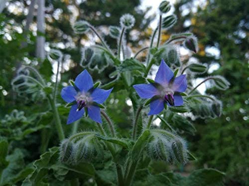Bourrache au centuple 100 graines d'herbes - Borago officinalis, Starflower sans OGM, Fleurs et jeunes pousses comestibles, Buisson d'abeilles ou Pain d'abeilles