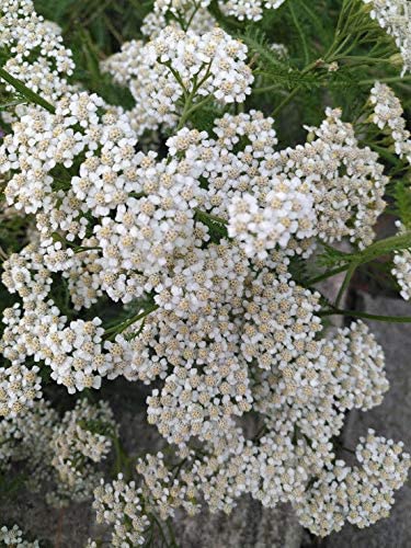 Achillée millefeuille blanche au centuple 1000 graines - Achillea millefolium pour papillons et abeilles, excellente pour la pelouse et le gazon