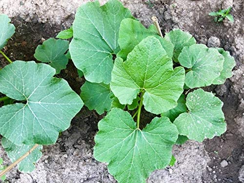 Courge d'hiver New England Blue Hubbard 20 graines - Cucurbita Maxima Légume d'héritage sans OGM