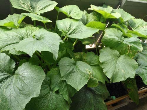 Hundredfold Black Beauty Zucchini Vegetable 30 Seeds - Cucurbita Pepo Heirloom Non-GMO Summer Squash