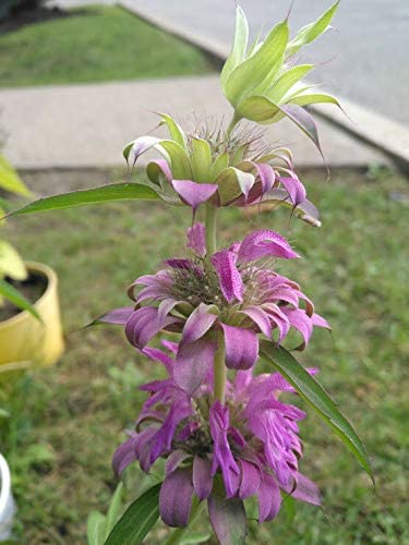Menthe citronnée, menthe pourpre Monarda citriodora Bee Balm 1000 graines d'herbes - Fleur sauvage indigène des prairies