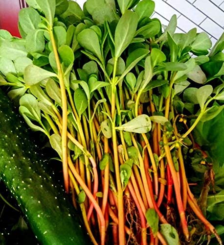 Hundredfold Green Common Purslane 1000 Seeds - Non-GMO Pursley, Red Gruner, Portulaca oleracea Vegetable & Herb