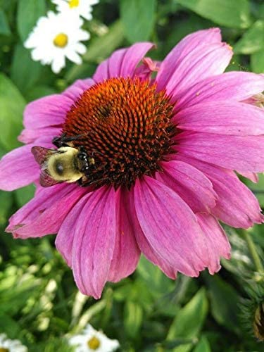 Mélange de fleurs sauvages de l'est du Canada et du nord-est des États-Unis au centuple, 10 grammes de graines – Mélange de 19 variétés de fleurs, couvre 100 pieds carrés, pour verger, parcelle vivrière, jardin et pelouse