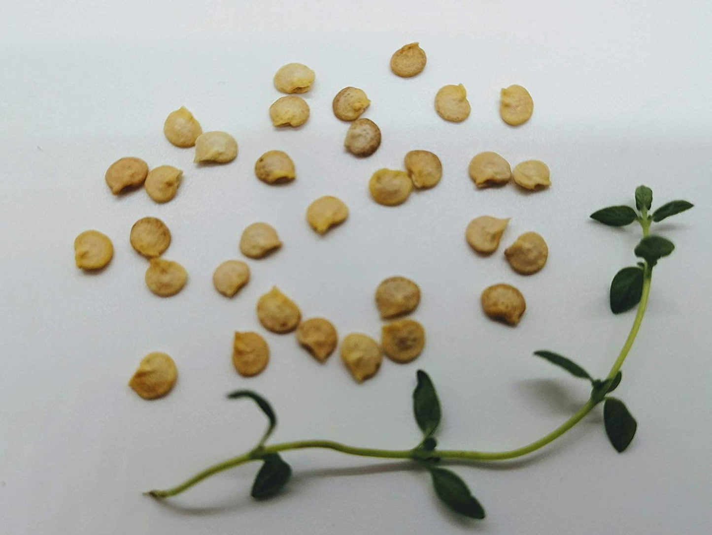30 graines de poivrons doux Purple Beauty biologiques Hundredfold - Capsicum annuum Sans OGM, contenant et lit surélevé, cultivez vos propres aliments, emballés et expédiés au Canada